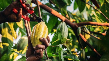 Indonesia's cocoa farmers work with businesses to fight the bitter impact of climate change
