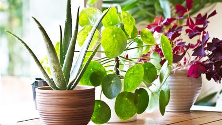 After a long winter, send your houseplants on a summer vacation