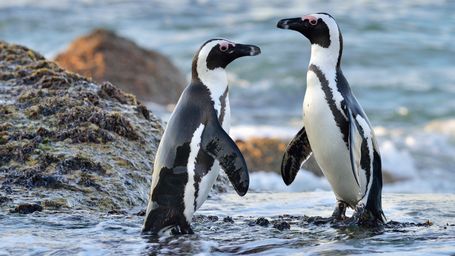 South Africa Bans Commercial Fishing at Penguin Breeding Spots Where Food Supply Shortage Could Drive Extinction