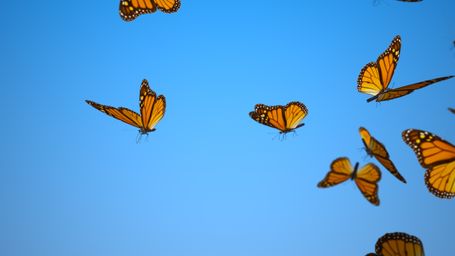 Number of Monarch Butterflies Wintering in Mexico is Way Up–Doubling the Forest Acreage Over Last Year