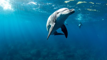 Google AI learns to speak dolphin