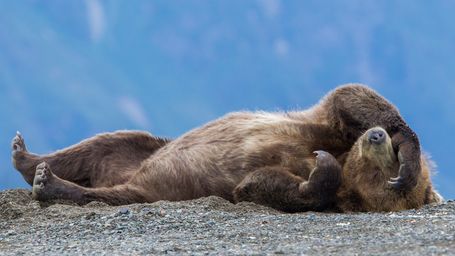 The European nation where bears roam free