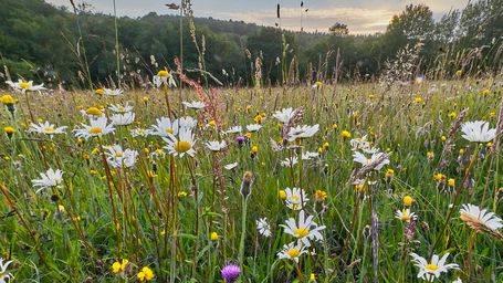 'Meadowscaping': The people turning their lawns into meadows
