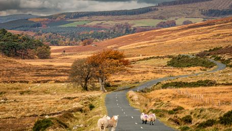 Vodafone and UK National Parks to harness AI to accelerate nature restoration