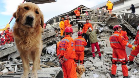 AI-Powered Rescue Dogs