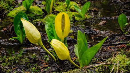 Rotten tricks: How hot and stinky plants woo pollinators