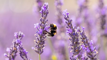 Pollen Replacement Food for Honey Bees Brings New Hope for Struggling Colonies and the Crops They Support