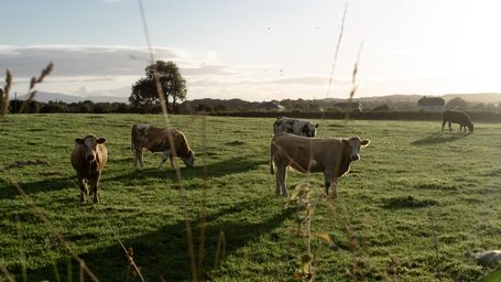 World-First Genetic Index Helps Aussie Farmers Breed Heat Tolerant Cows to Maintain Their Welfare–and Milk Supply