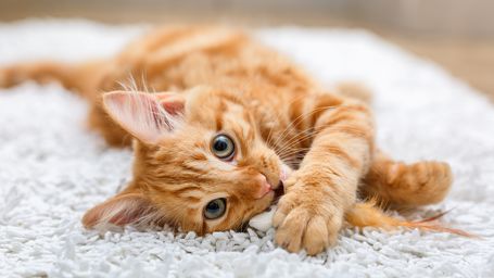 Orange You Glad We Finally Figured Out Why Some Cats Are Ginger