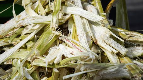 New Tech Turns Sugarcane Waste Into Zero-Emission Energy