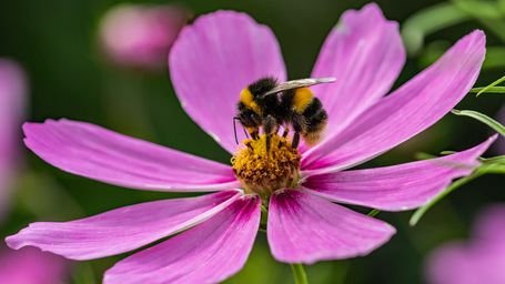 The Invisible Workforce: How Bees Sustain Our Ecosystems and What We Can Do to Save Them