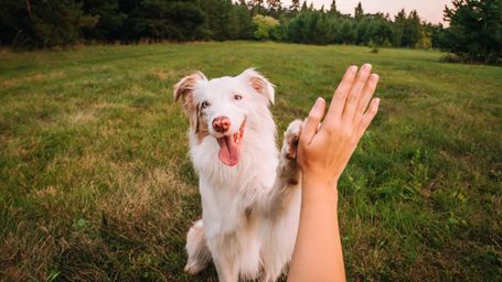 Why Dogs Are a Key Part of American Work-Life Balance.