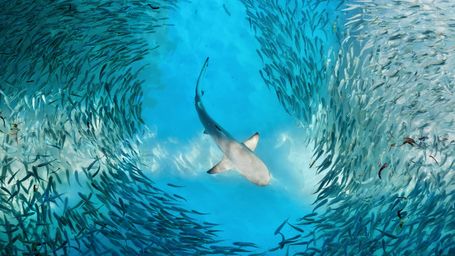 Analysis-Investors want clear ocean management rules to scale up funding