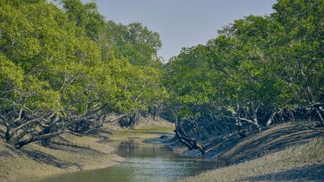 We do not want to see any pollution in the Sundarbans