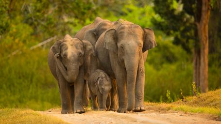 When Elephants Lose Their Way, So Do We