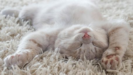 Why cats prefer to sleep on their left side may be part of a survival strategy