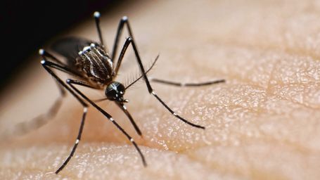 Mosquitoes bite! 5 tips for making yourself less attractive to them