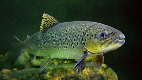 Friday Fun: Meet Mary Catherine, the Great Lakes’ oldest-known trout