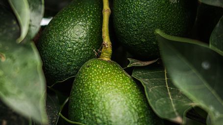 Mexican Avocados Go Deforestation-Free Starting 2026