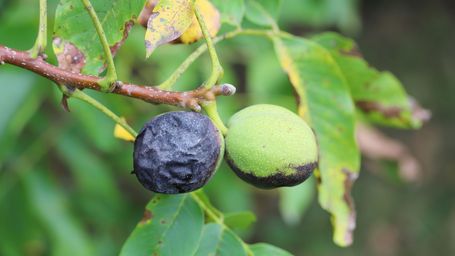 Fruit fly tests in Greece target invasive species threat