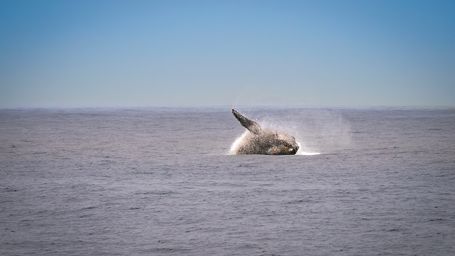 A Landmark Treaty to Protect the High Seas