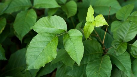 Climate change is making poison ivy stronger and itchier