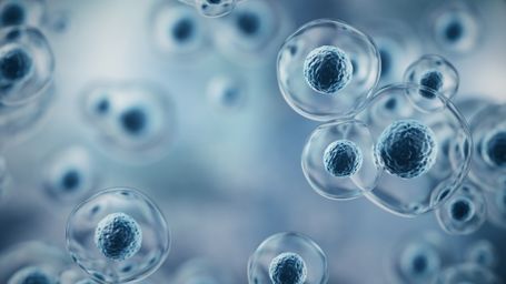 Stem cells from body fat may repair spinal fractures