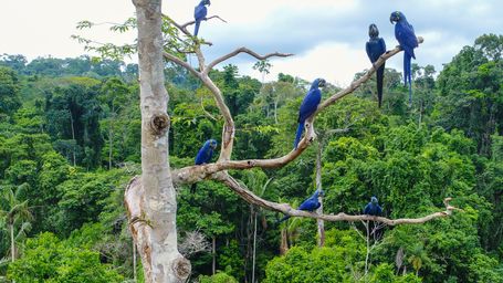 The Amazon Is Morphing Into a ‘Hypertropical’ Climate—and It’s as Apocalyptic as It Sounds