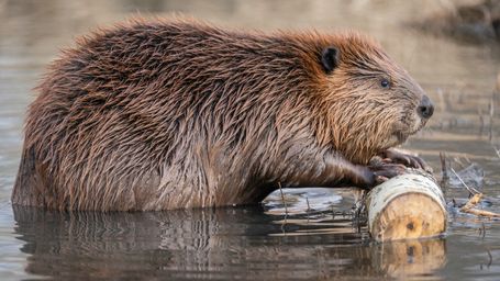 Beavers are Dam Good for Biodiversity, Bringing Bats, Butterflies and Other Critters to Their Neighborhoods