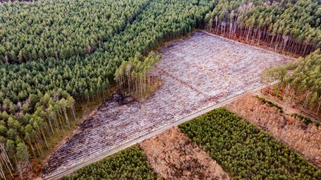 How AI's predictive power is helping to prevent deforestation
