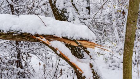 Do Trees Really Explode? What Extreme Weather Is Doing to Nature