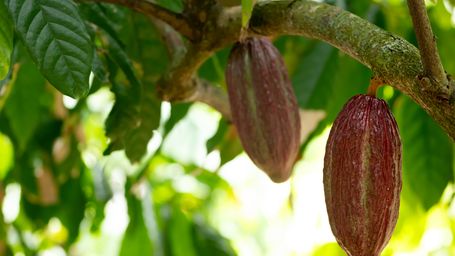 Making cacao beans more drought resistant using fungus