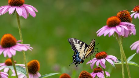 The Benefits of Native Plants in Ecological Garden Cultivation