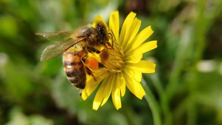 On World Bee Day, Automobili Lamborghini confirms its commitment to sustainability
