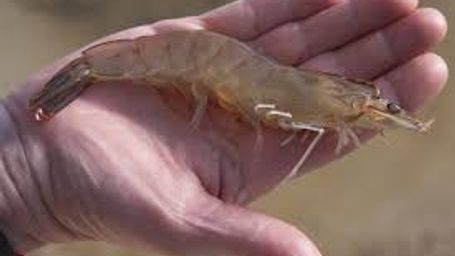 Shrimp Fun Facts