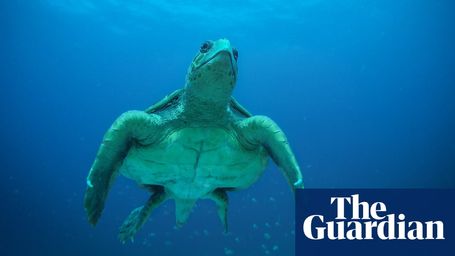 Boom time for Cape Verde’s sea turtles as conservation pays off | Marine life | The Guardian