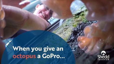OctoVideo