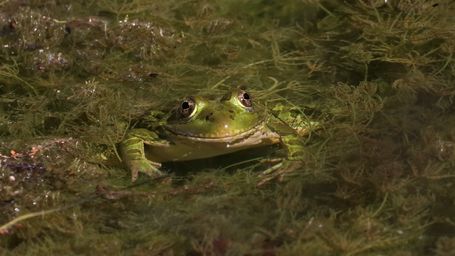 The Hidden Stakes of Habitat Surrogates