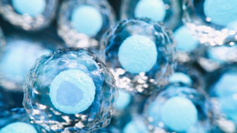 Stem Cell Clinics Continue to Pose a Major Risk to Public Health