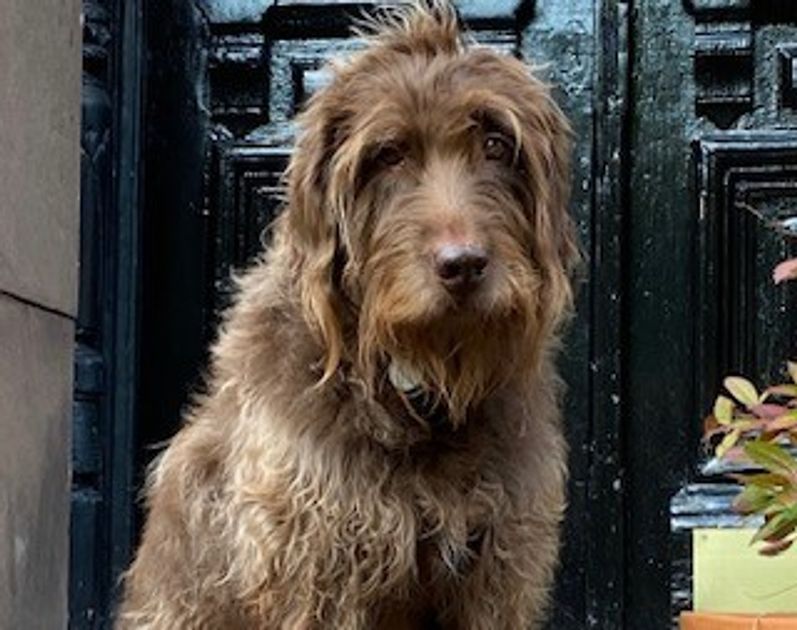 It's A Dog Eat Dog World (via Passle)