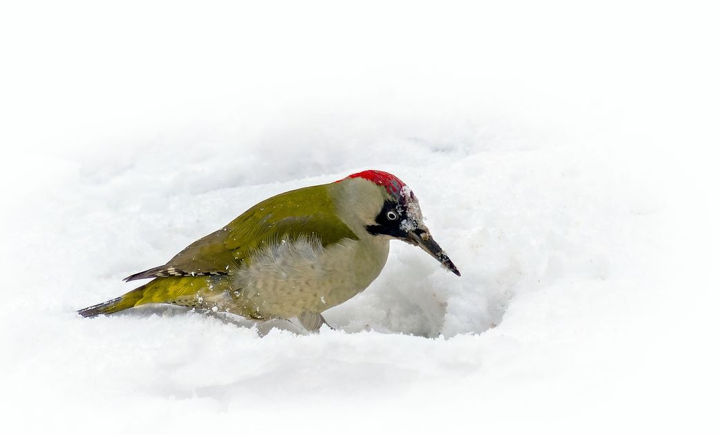 ISSB opens consultation on nature disclosure guidance