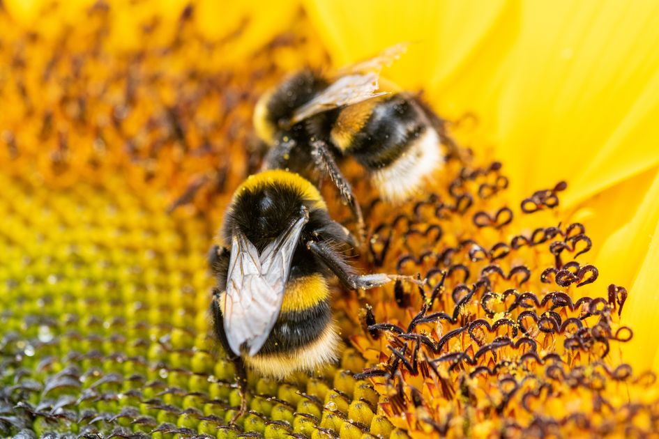 Smart hives and dancing robot bees could boost sustainable beekeeping ...