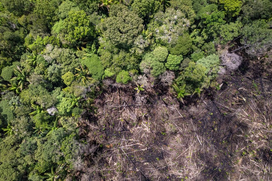 Spanner in the works? European Parliament agrees to EU Deforestation ...