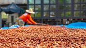 From cocoa to coffee, collaborating on climate action yields results