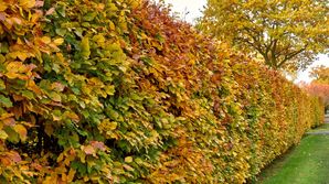 IOSCO finalises guidance on pre-hedging