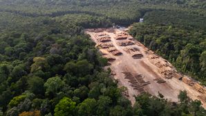 EU Council and Parliament adopt their negotiating positions on the revision of the Deforestation Regulation