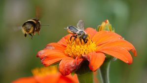 Next steps on ISSB nature standard and other recent developments