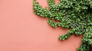 AI regulation in the UK: The role of the regulators