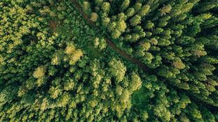 Amendments to wolf protection may ease green transition permitting