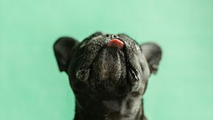 Grain-Free or Claim-Free? Tightening the Leash on the Advertising of Pet Food Products